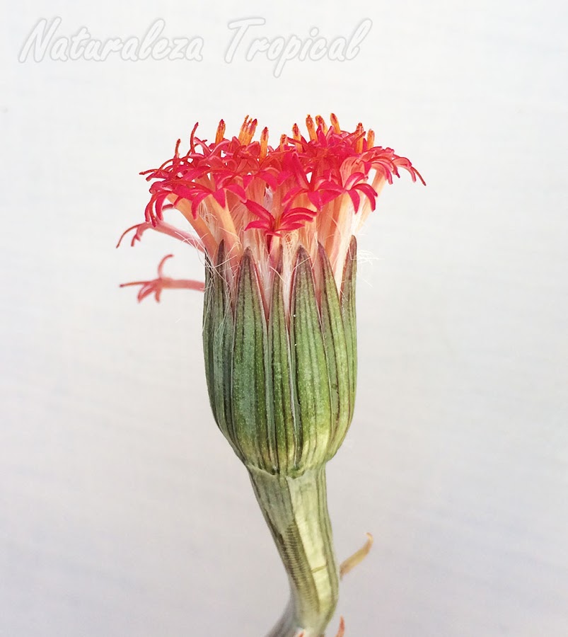 Vista de una inflorescencia de la planta suculenta Kleinia pendula