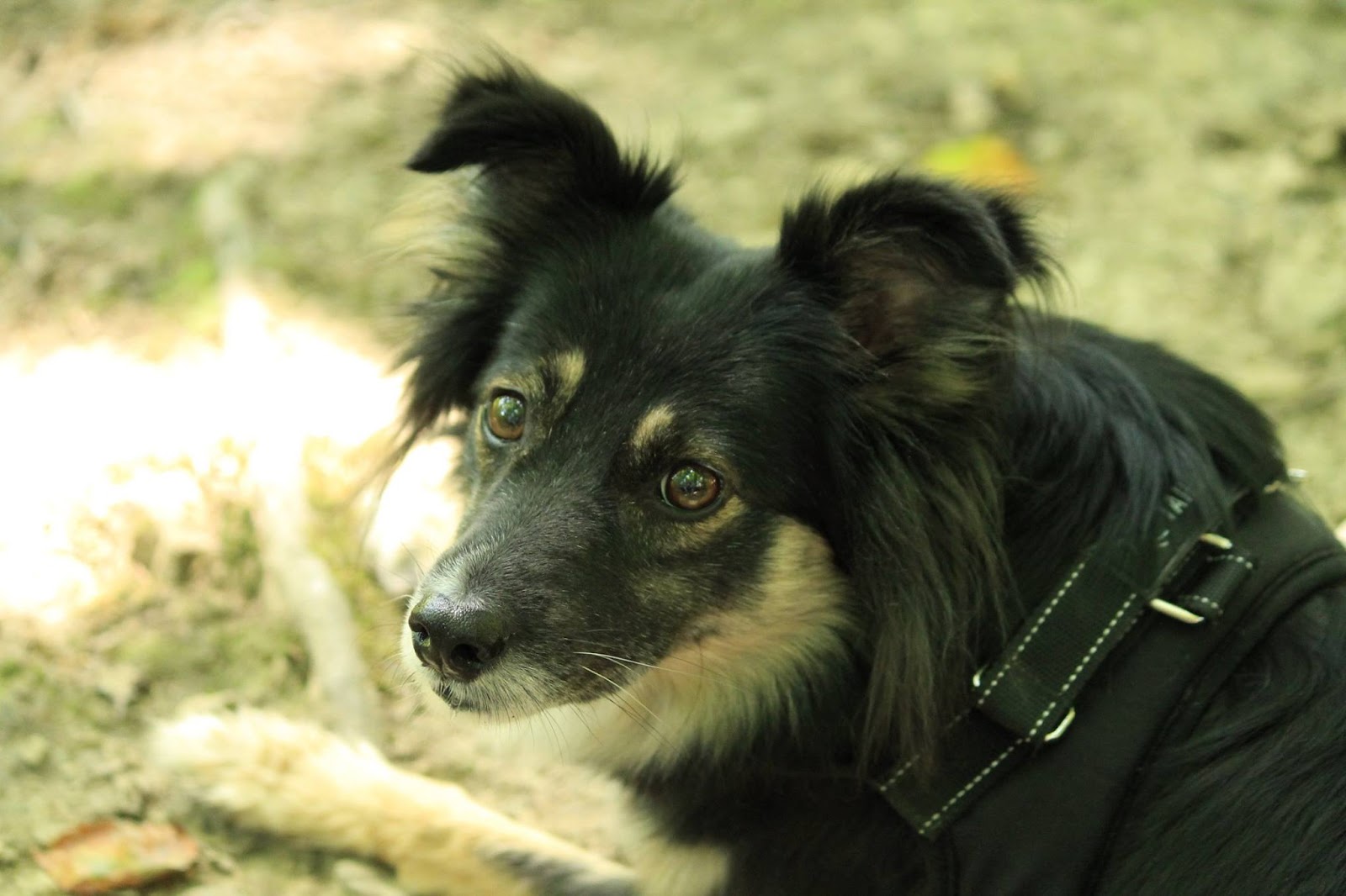 Onkel Toms Hundehütte 2017