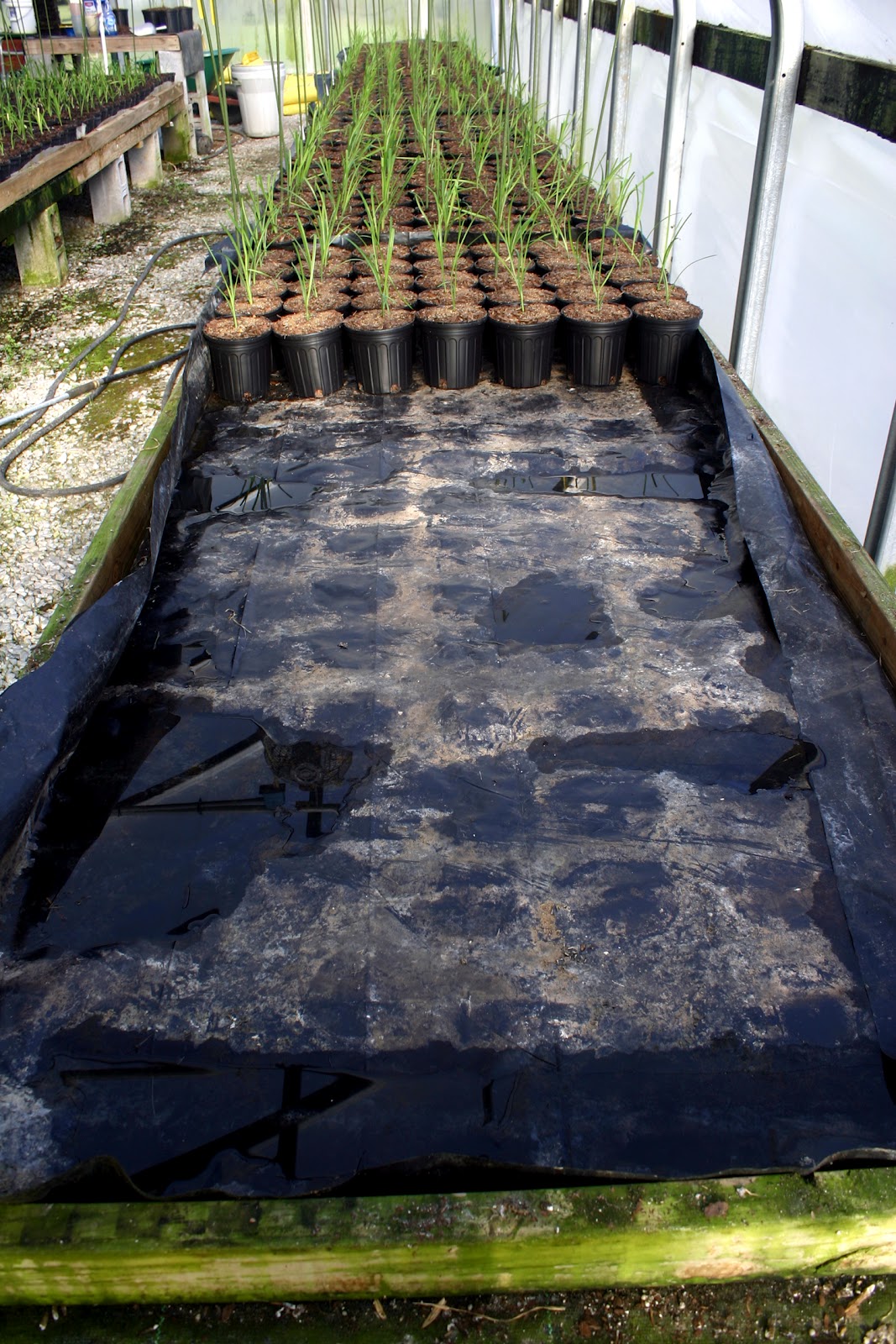 Lee's Daylily Potpourri Greenhouse blessings