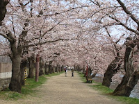弘前城西濠　桜のトンネル