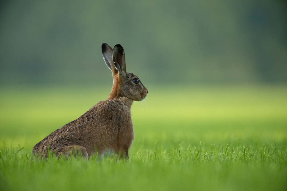 rabbit images