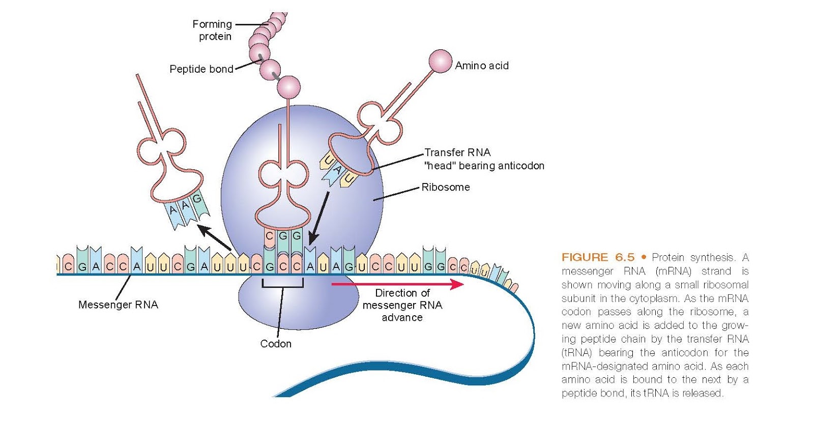 From Genes To Proteins The Role Of Rna Bases - zmdzlz5