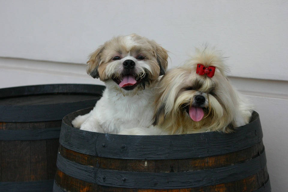 Cara merawat anjing shih tzu