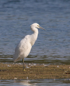 Little Egret (2018)