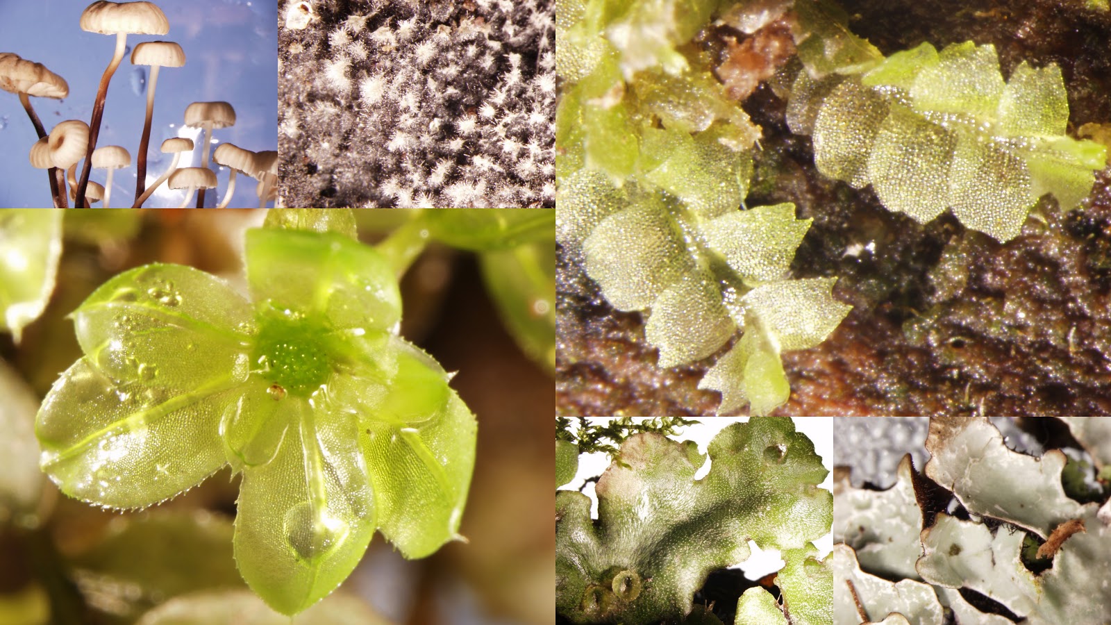 NonVascular Plants Biology 213