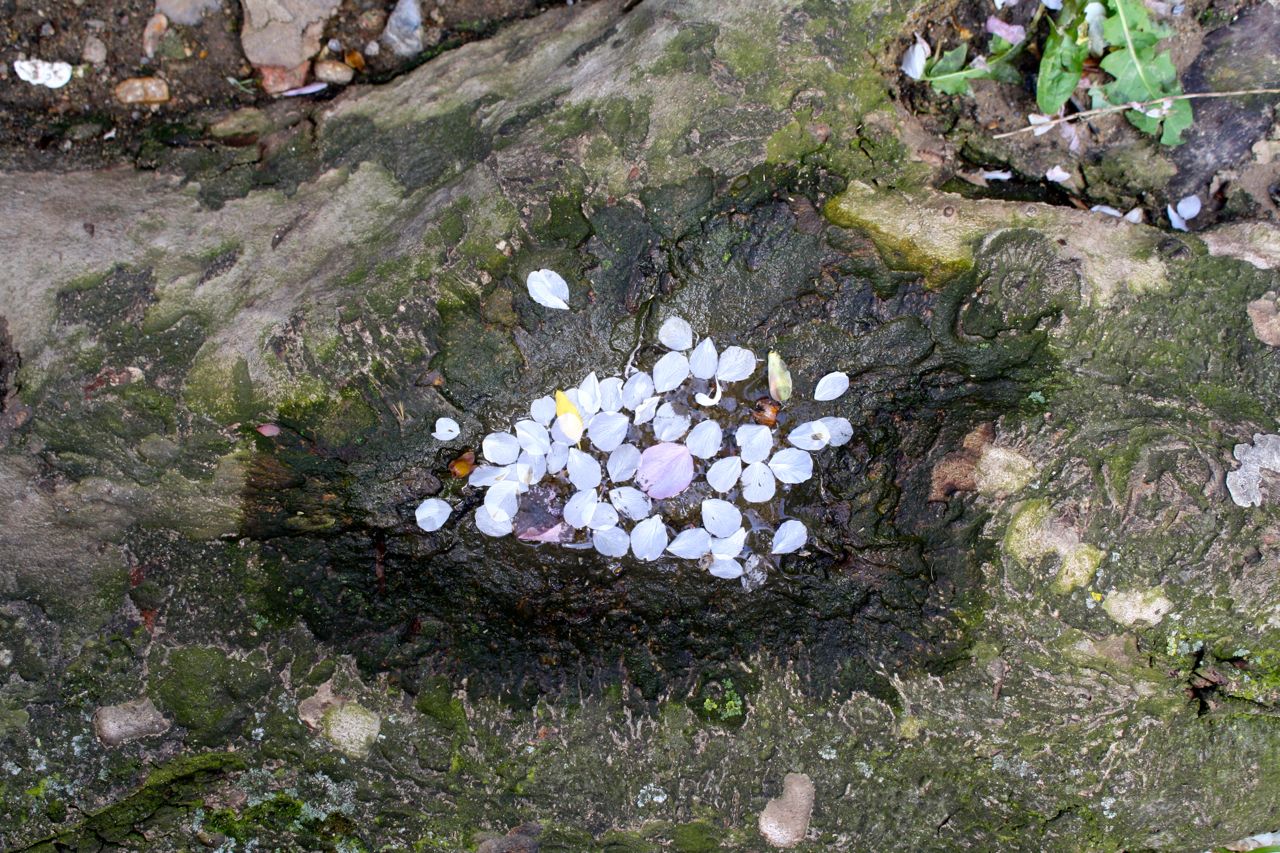 Shadows & Light: Petals