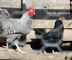chicken coop wrangling flower rooster samson orpington