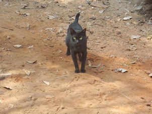 Beautiful stray black cat at Mabukala.