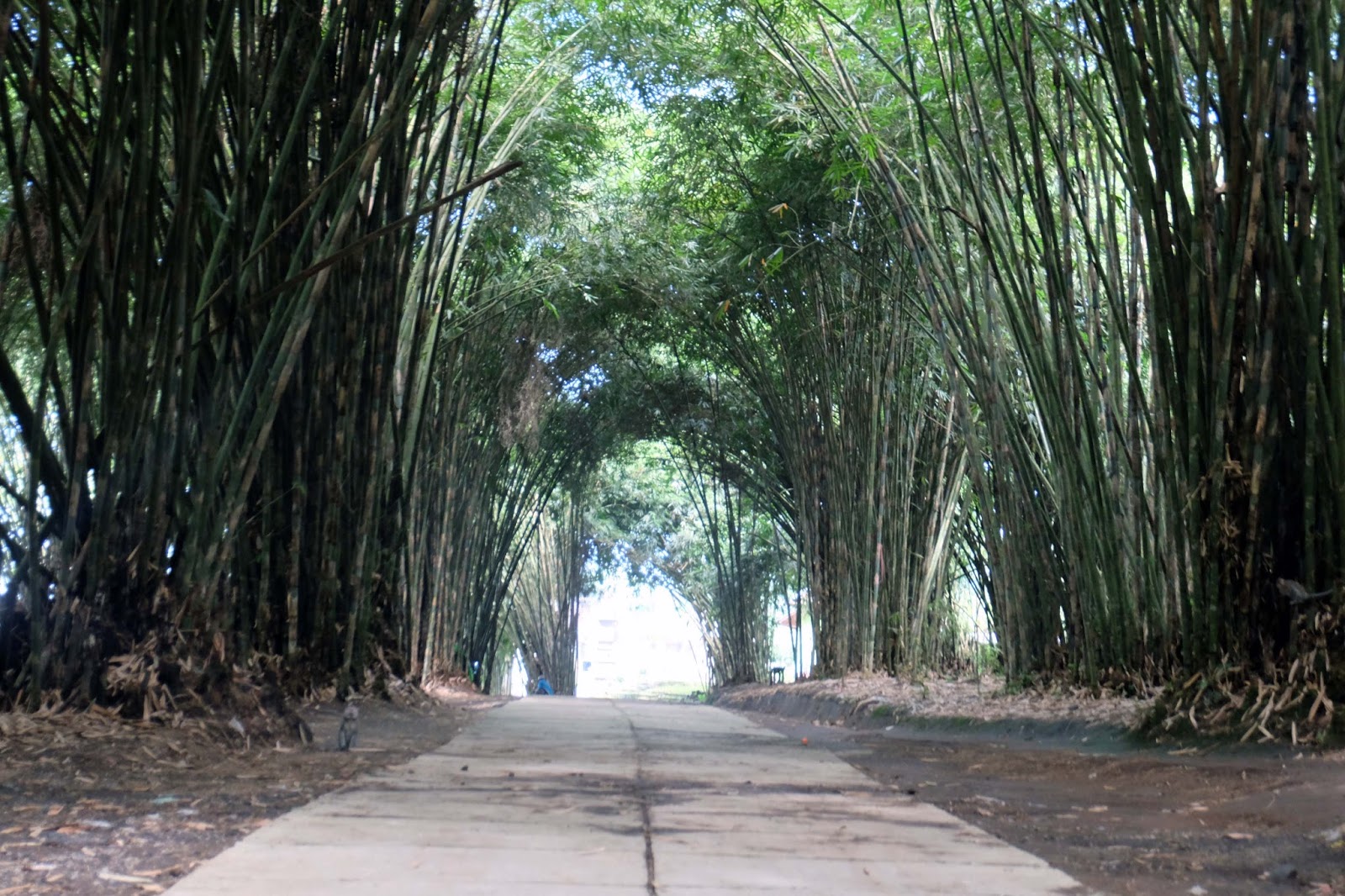 Desa Wisata Sumbermujur, Tawarkan Potensi Hutan Bambu dengan Ratusan Kalong dan Monyet - cewealpukat.com