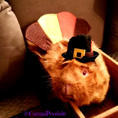 Cinnamon the guinea pig dressed as a turkey
