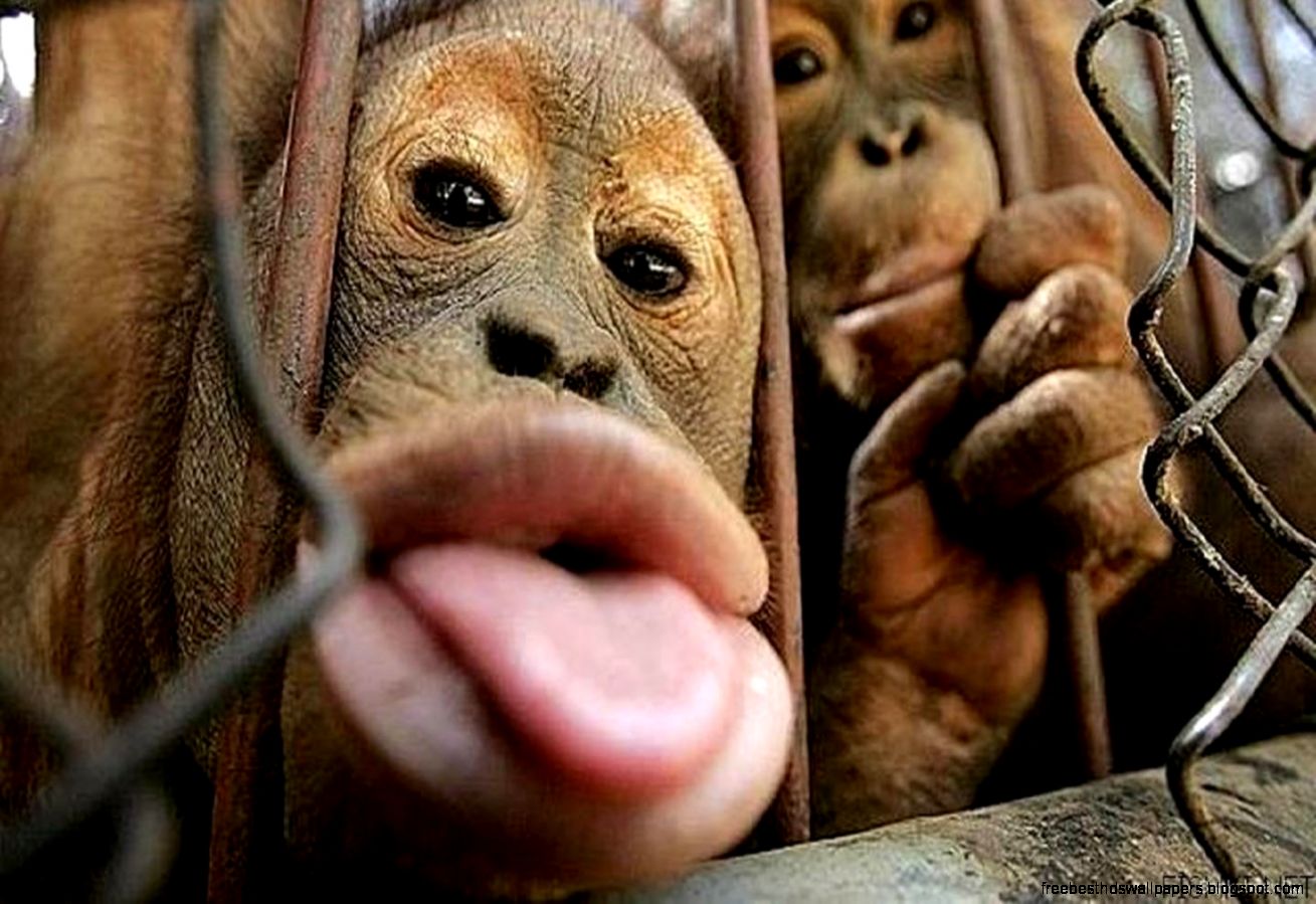 Top 10 Most Funny Monkey Videos 2015   YouTube