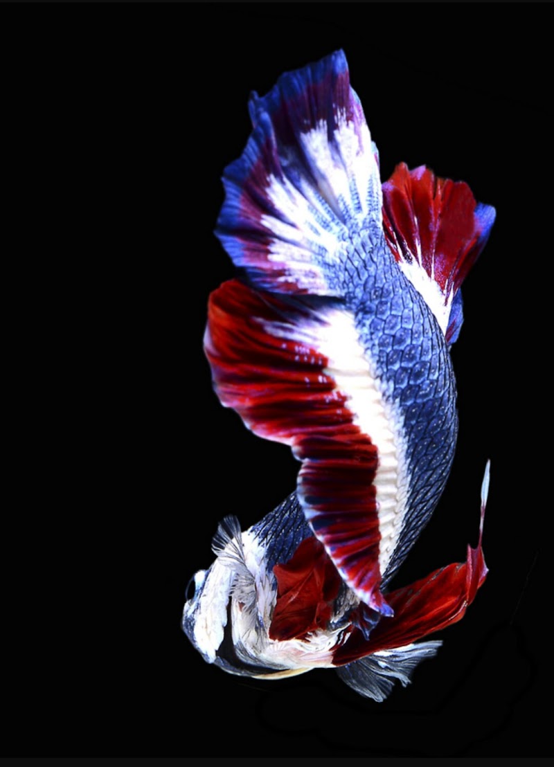 42+ Konsep Terbaru Desain Gambar Ikan Cupang