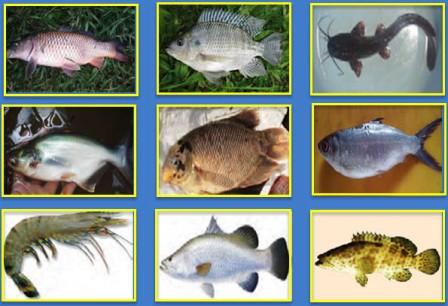 Jenis-Jenis Ikan Konsumsi | Mikirbae
