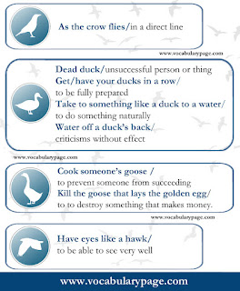 Idioms with birds