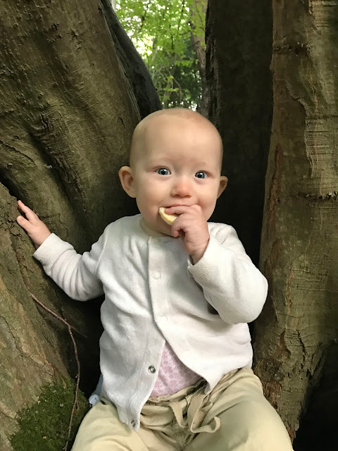 A baby sits in a tree eating a rice cake