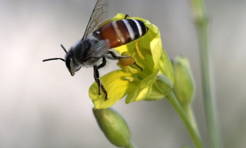 Emprenden campaña para proteger abejas en Chihuahua 
