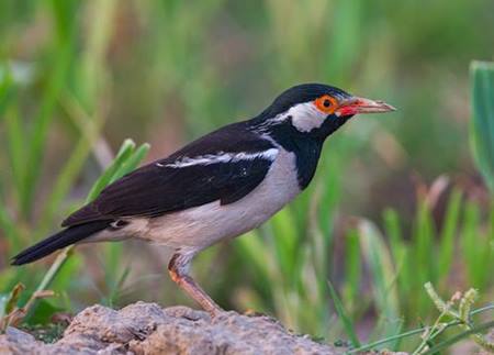 Harga Burung Jalak Suren Terbaru Februari 2018 Burung Jawara