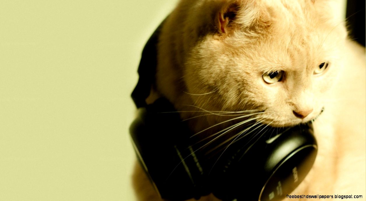 cat music headphones relaxing mustache  Wallpaper 4K  Wallpaper