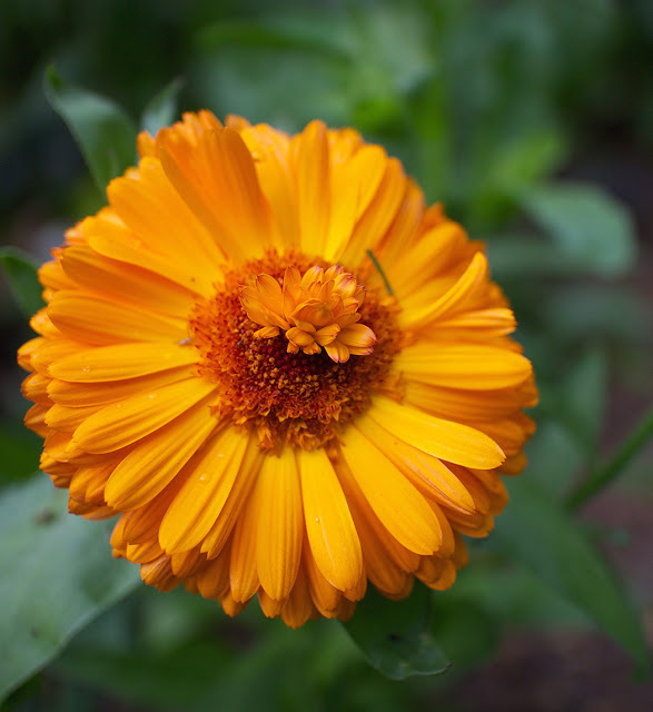 5 FLOWERS THAT ARE DEAD SIMPLE TO GROW FROM SEED | The Impatient Gardener