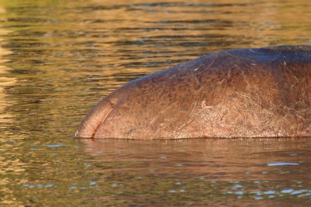 Hermoso culo de hipopótamo en Santa Lucia al atardecer