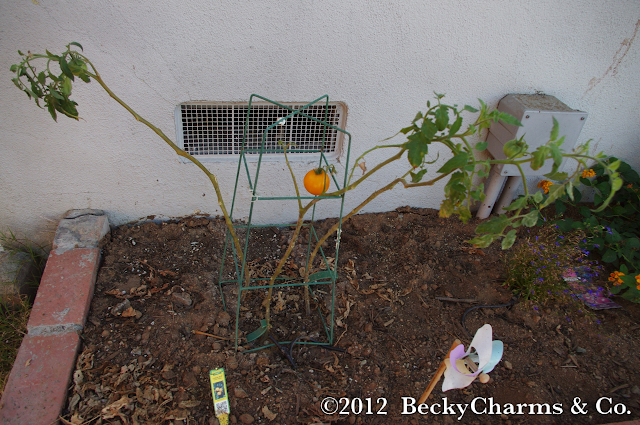 tomato, gardening, produce, fruit, vegetables, green thumb, san diego, beckycharms, becky charms