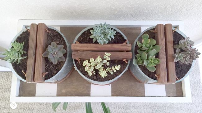 Succulent Planters from Light Fixtures, MyLove2Create