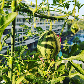 Watermelon developing