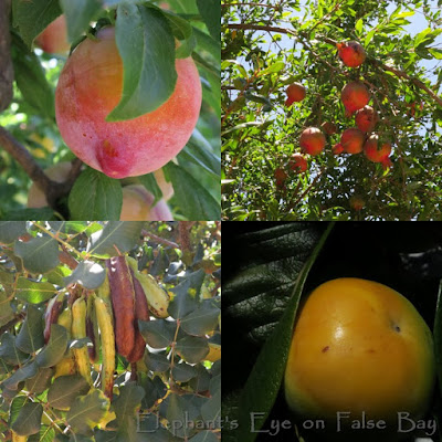 Plums, pomegranates Carob pods, Sharon fruit