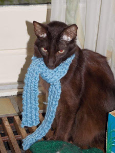 Onze Havanna Siamees