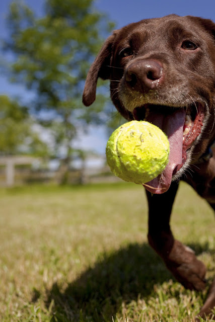 Play improves dog training memory - just ask this Lab playing fetch