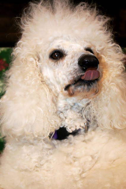 White poodle, carma poodale sticking her tongue out at you