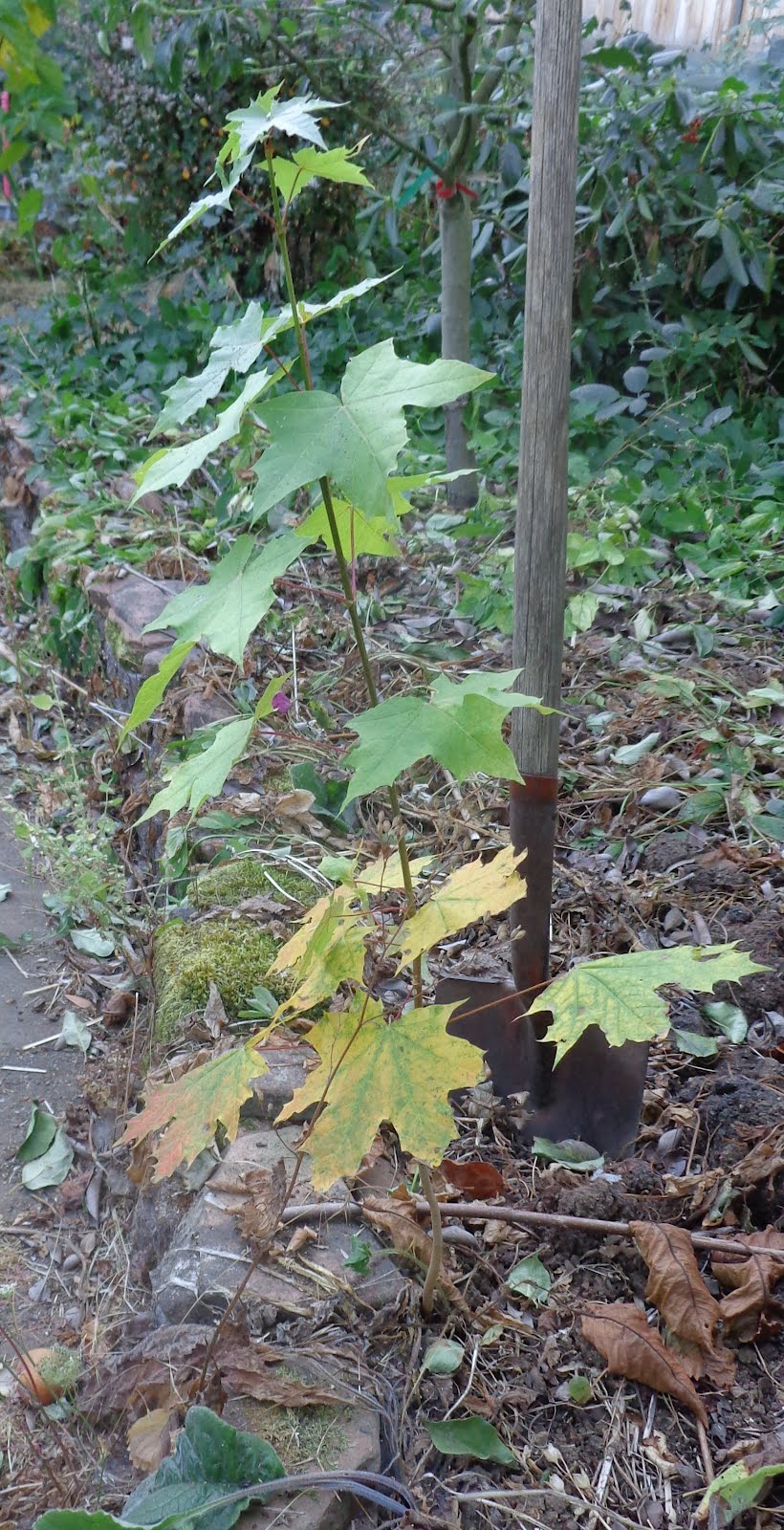 Daniel's Pacific NW Garden Moving a young, volunteer maple tree