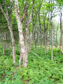 Birch forest and ferns at Skyline Trail Cape Breton Highlands National Park by garden muses-not another Toronto gardening blog