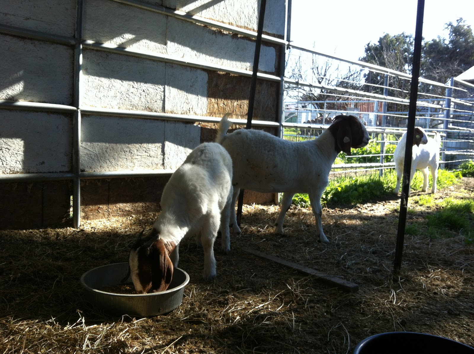 Got Your Goat Info Barnyard Speak Getting to know the goat lingo!