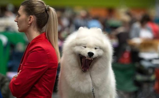 Pooches with panache at the world's biggest dog show