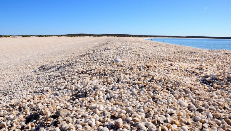 shell-beach-australia-1