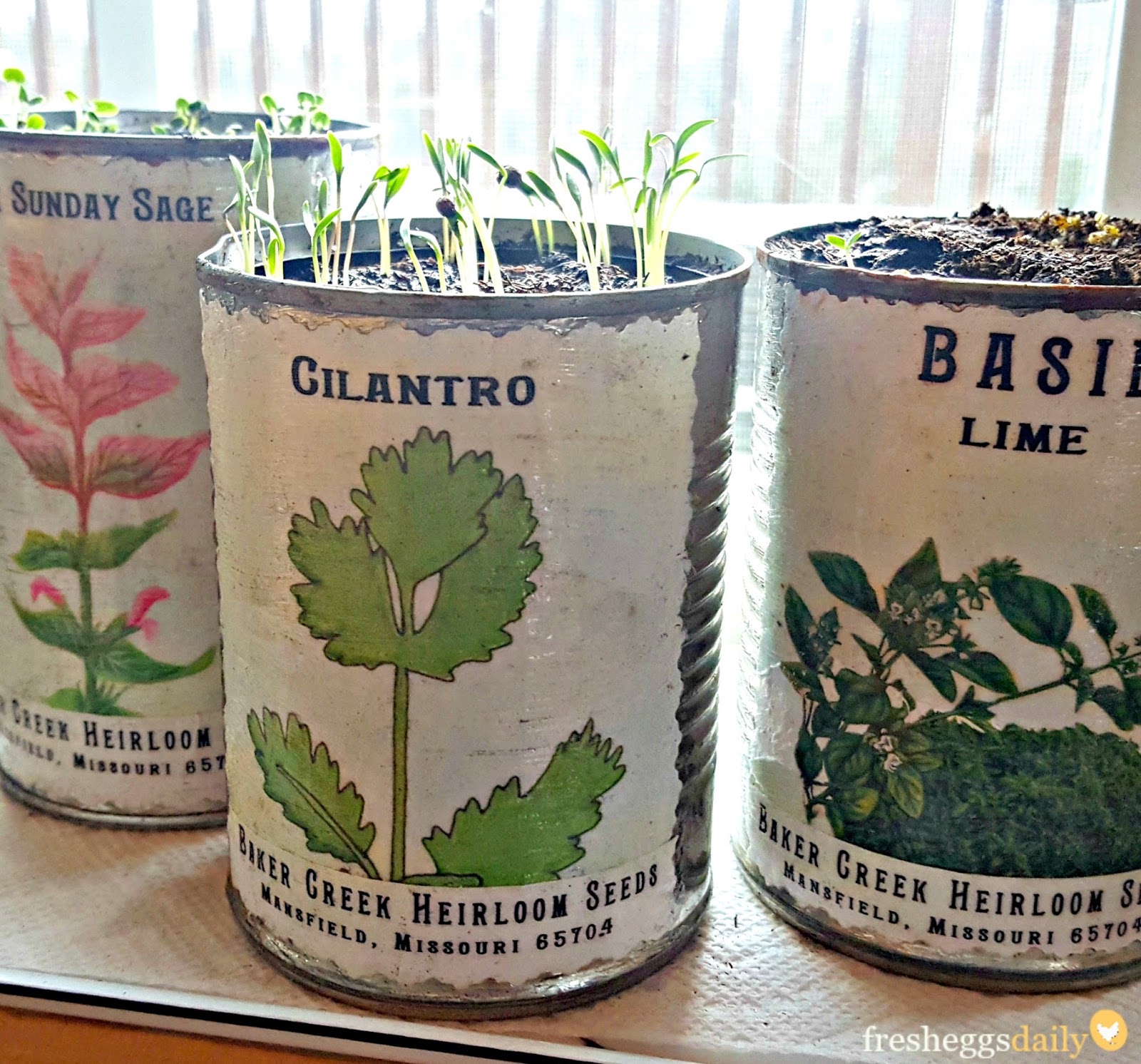 Planting Herbs in DIY Vintage Inspired Tin Cans Fresh Eggs Daily