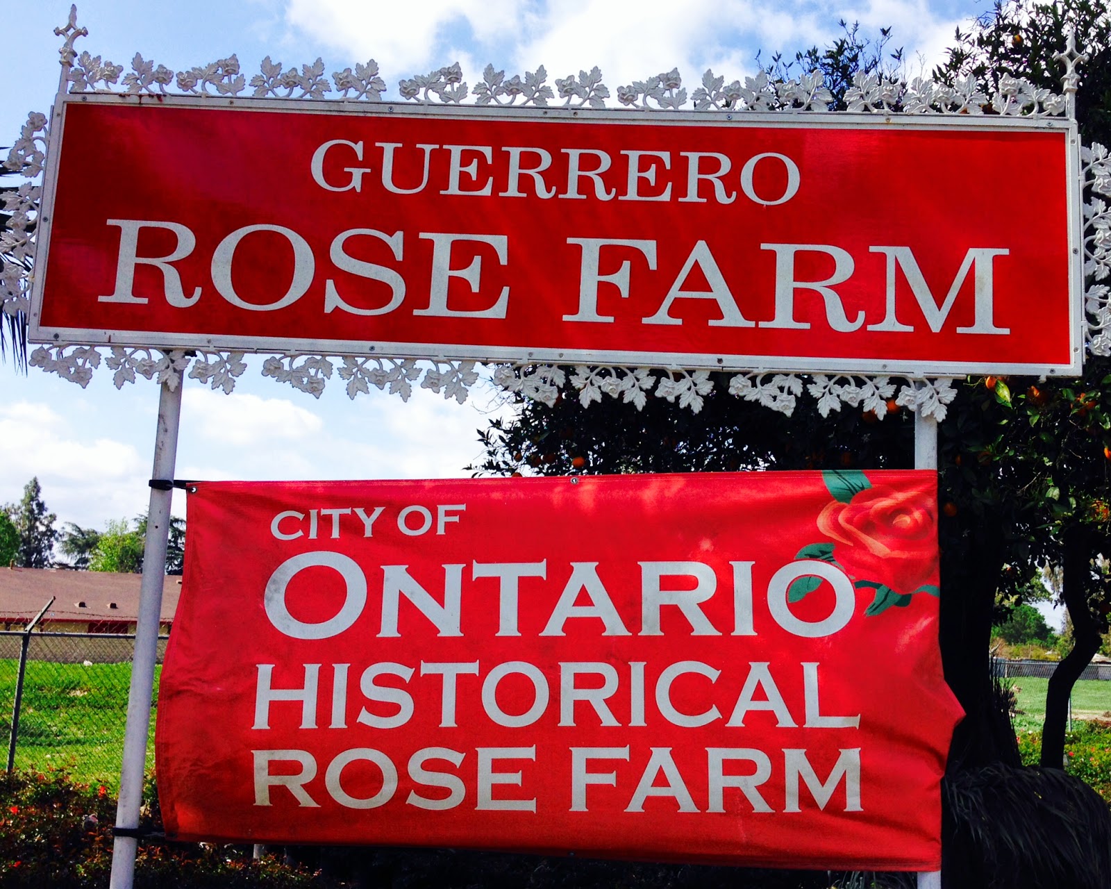 Tiny Garden Adventures My Visit to Guerrero Rose Farm Nursery