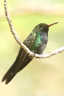 Hispaniolan Emerald