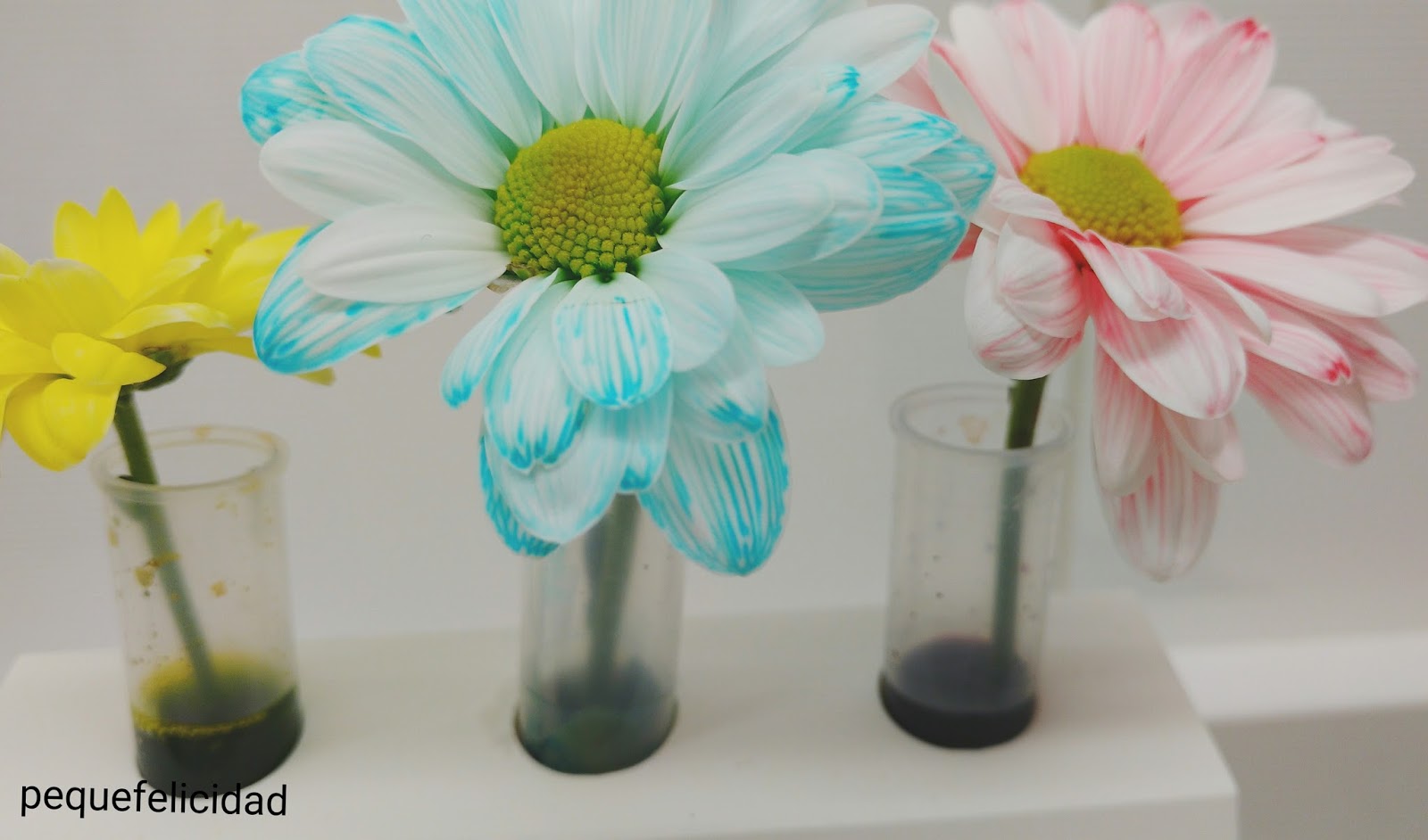 PEQUEfelicidad: CIENCIA CON TU PEQUE: EXPERIMENTO CIENTÍFICO DE PRIMAVERA