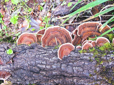 fungus at Cataract Falls Trail, Marin County