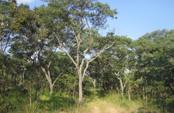 Times in Tanzania: Flora and Fauna: Miombo Woodland