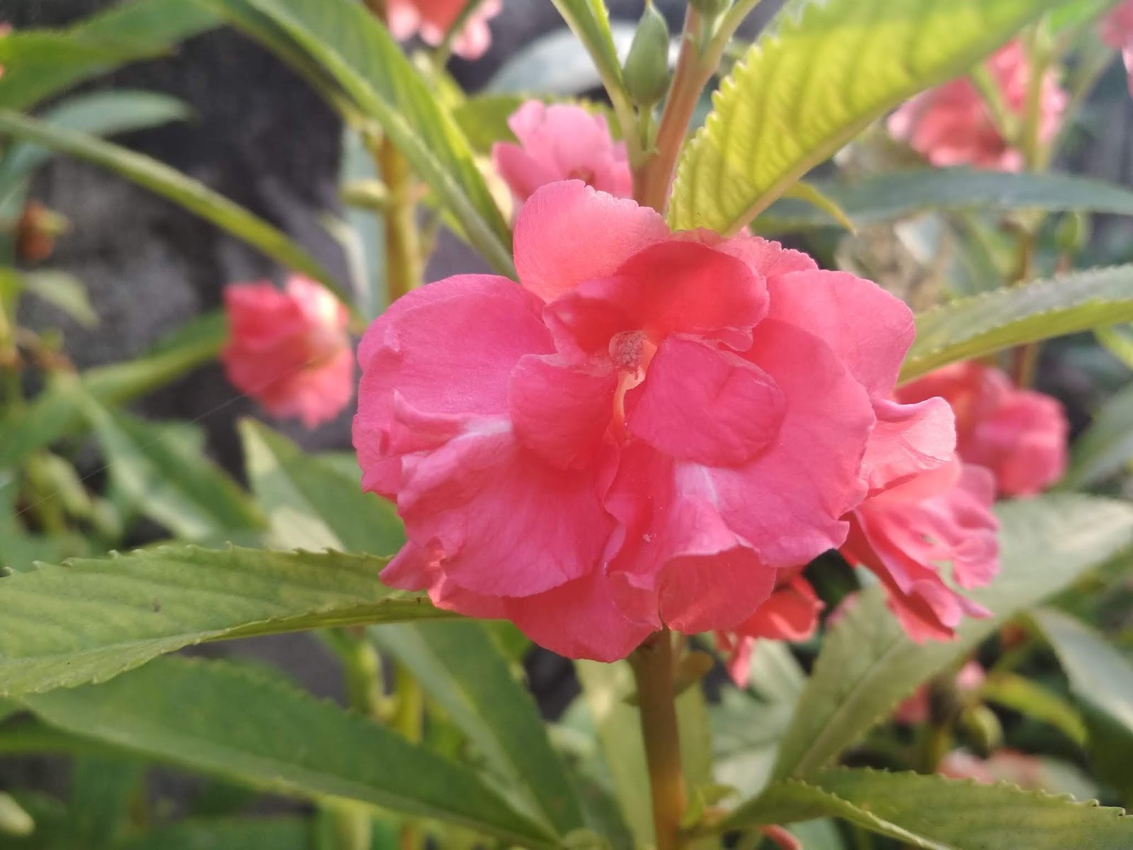 Impatiens balsamina(గోరింట పువ్వు) Gorinta Puvvu