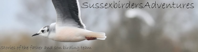 Sussexbirders Adventures