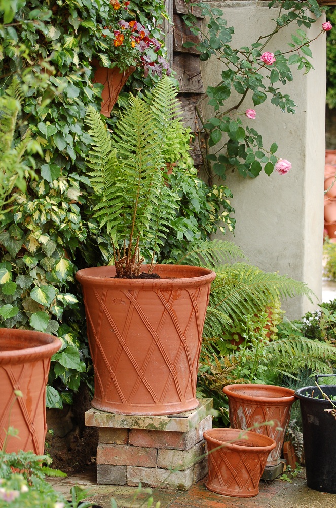 Potting Up... More plant combinations for pots and some forward planning