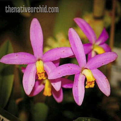 The Native Orchid