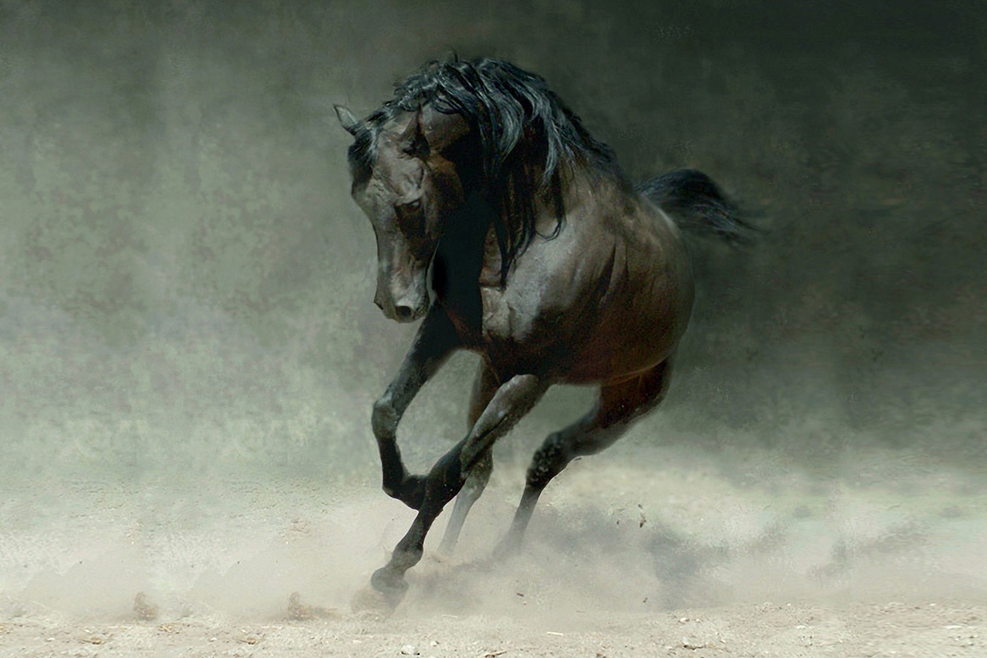 Horses Photo Art Wallpaper 01 - Arts Wallpaper
