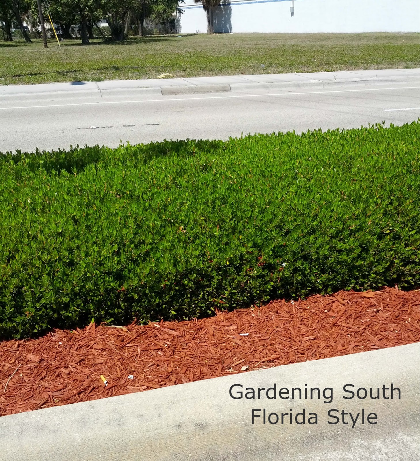 Gardening South Florida Style Ground Covers South Florida Style v.I