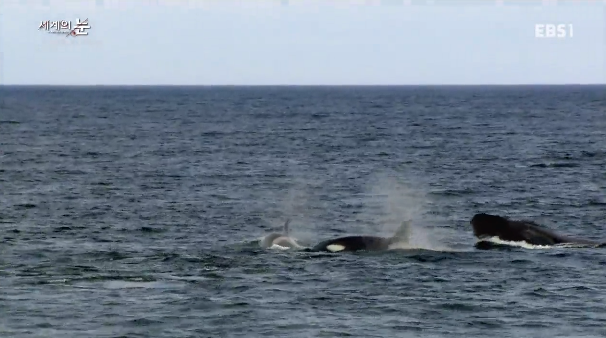 범고래 Vs혹등고래 | 인스티즈
