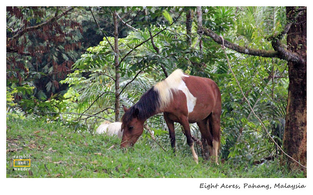 Eight Acres Resort, Raub, Pahang, Malaysia | www.rambleandwander.com